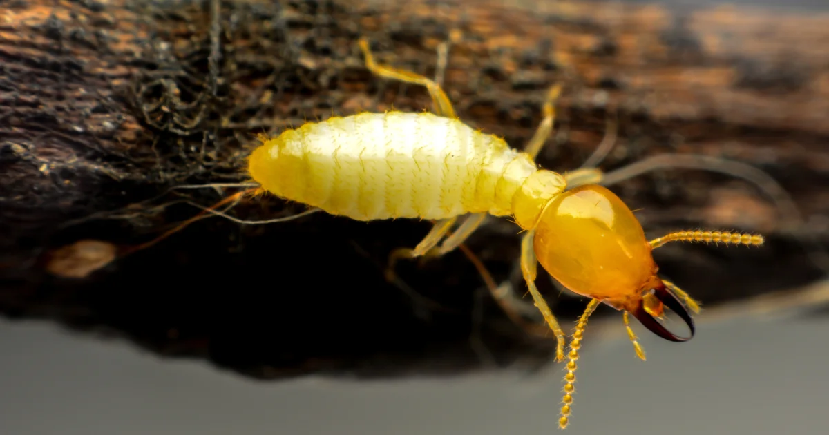 Termite on wood - professional identification guide for Texas homeowners